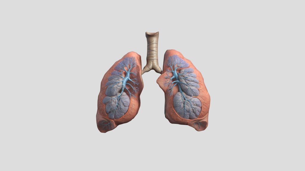 Stylized Accurate Human Lungs