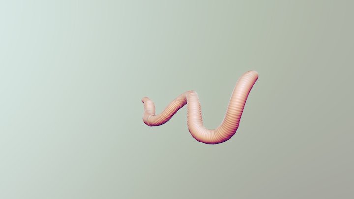 worm 3D Model