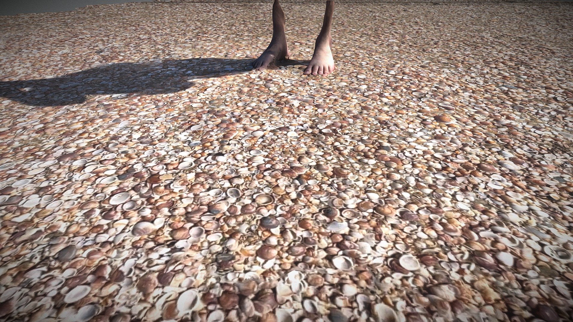 Seashells all around me
