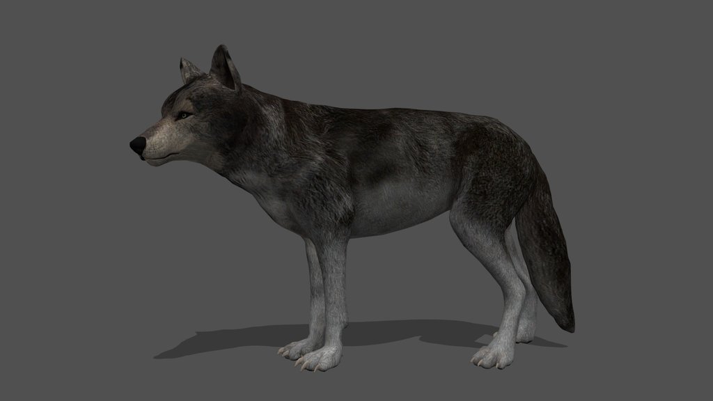Animated Gray Wolf – 3D Animal Model