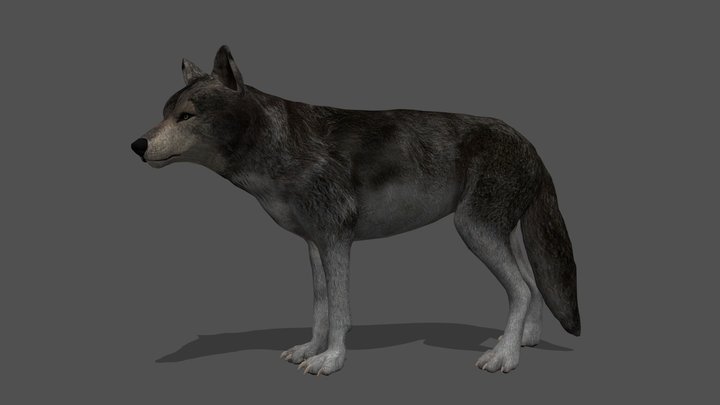 Wolf 3D models - Sketchfab