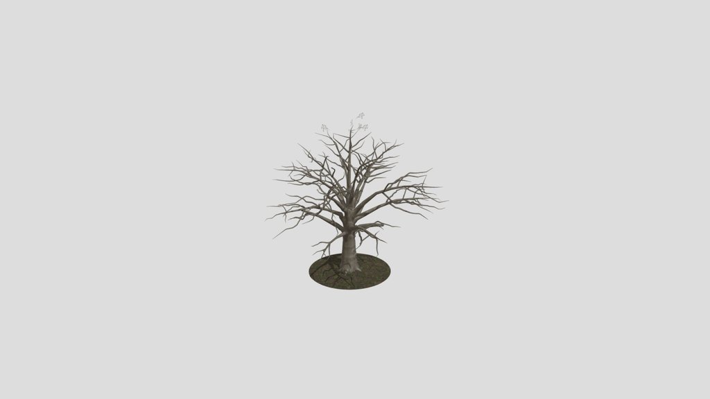 Oak Tree
