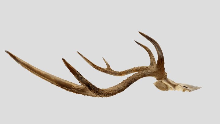 UWYMV:Mamm6565,R. timorensis moluccensis, Crania – Free 3D Model STL
