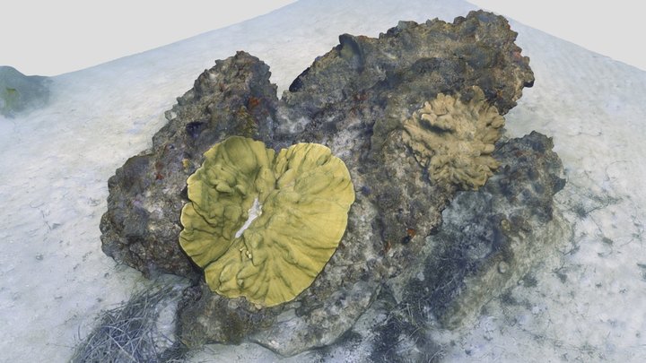 Coral encrusted rock, Dunsborough 3D Model