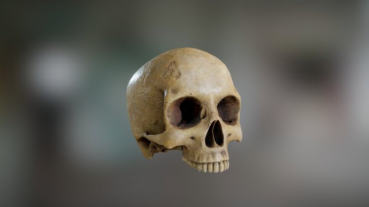 Skull (decimation lowpoly test) 3D Model