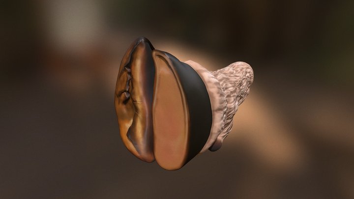 Trimming A Small Ruminant Hoof Step 3 3D Model