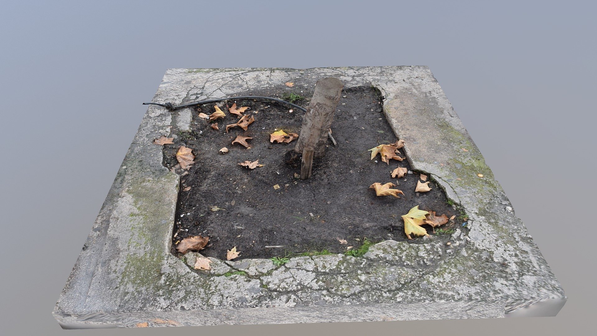Pavement with tree