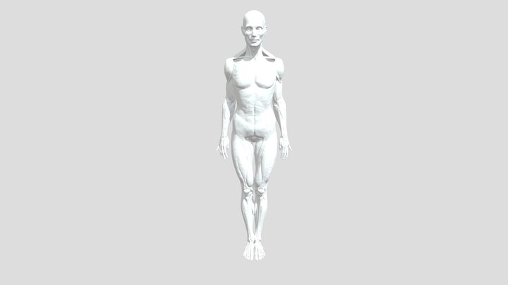 create a anatomically human body 3D Model