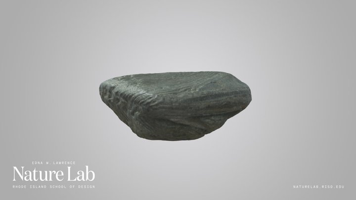 Fossil – Kostenloses 3D-Modell STL