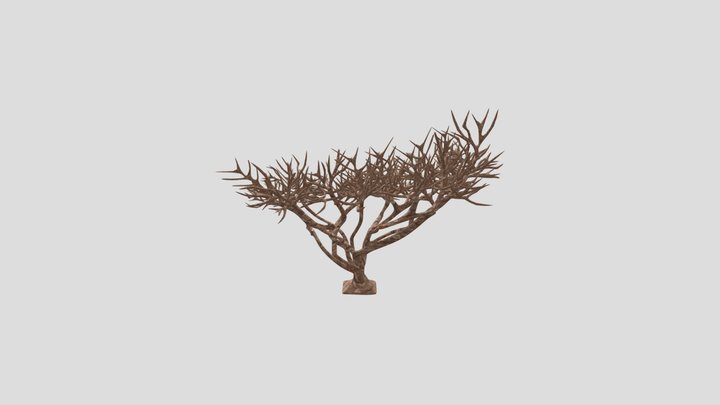 Dead acacia tortilis tree 3D Model