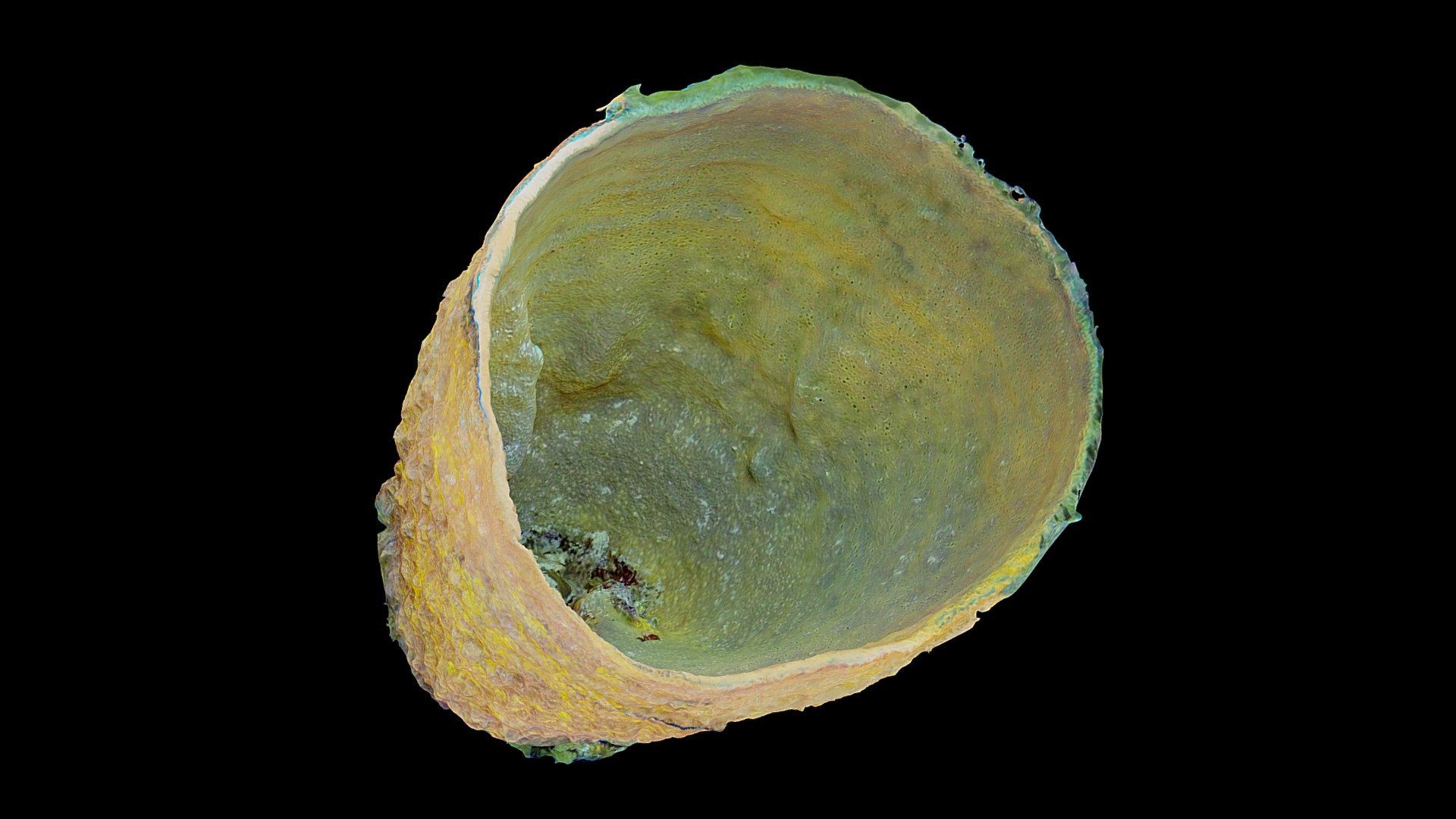 #1: Verongula gigantea
