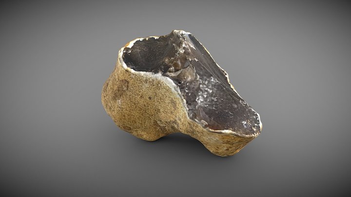 Cortex 3D models - Sketchfab