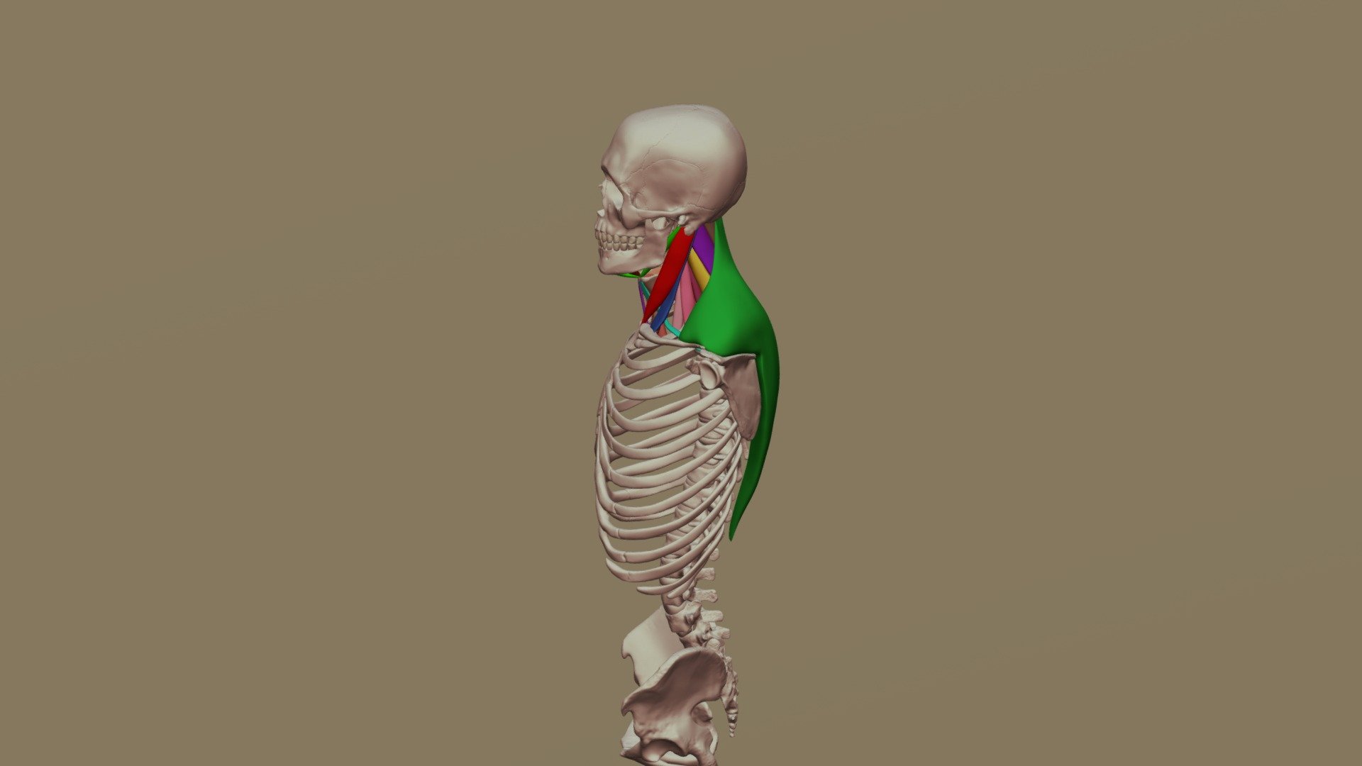 Neck Muscles With Traps 3D model by Digital Ecorche Massing Models