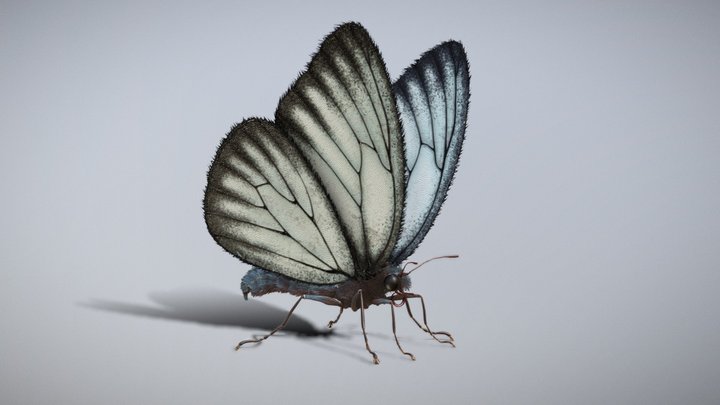 Butterfly Rigged Animated PBR 3D Model