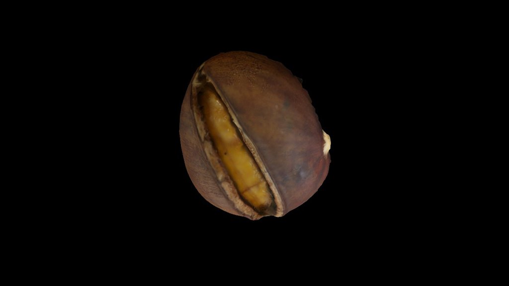 hot chestnut(C)