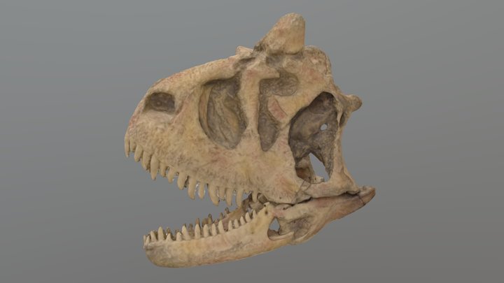 カルノタウルス　頭骨 3D Model