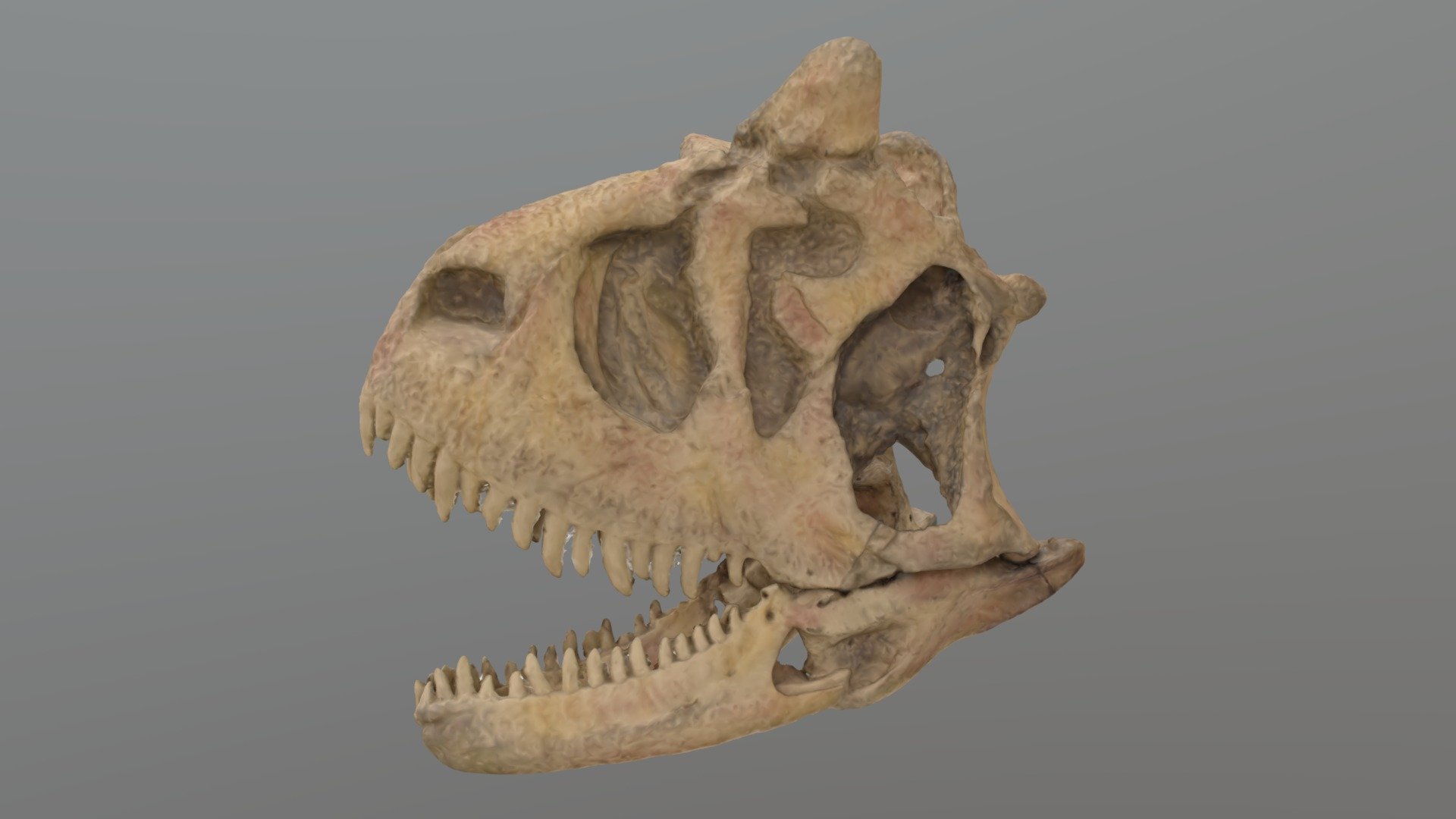 カルノタウルス 頭骨 - 3D model by Ibaraki_nature_museum