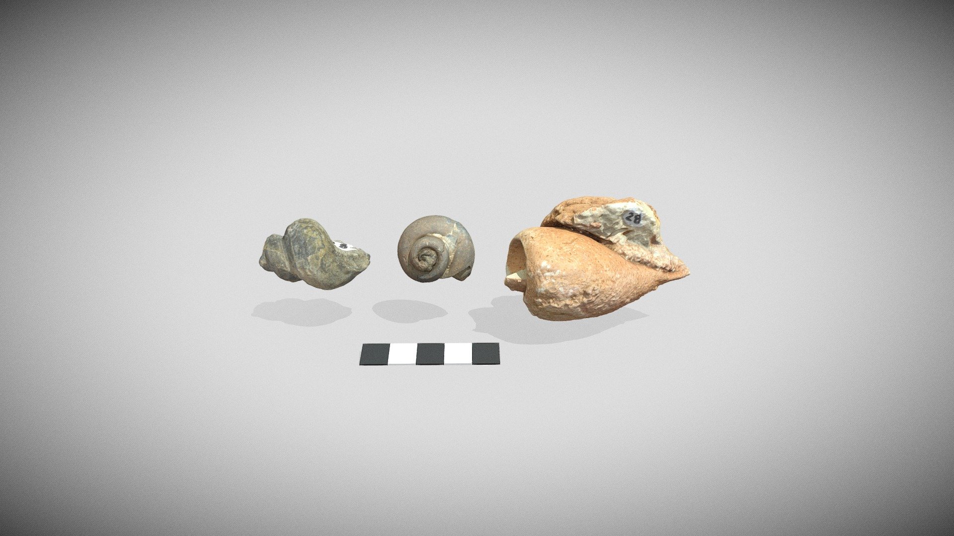 Fossil gastropods