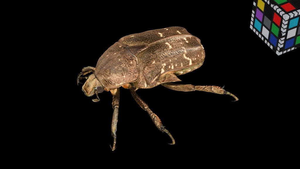CC0 シロテンハナムグリ Oriental Flower Beetle