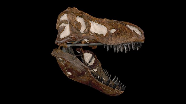 T- Rex Skull – Modello 3D gratuito STL