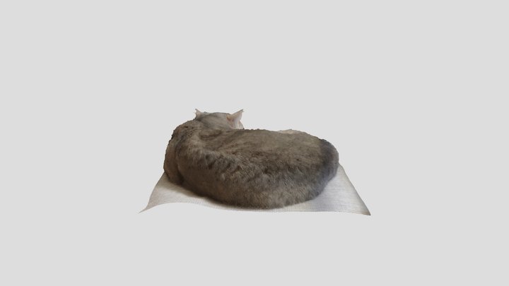 Cat 3D Model