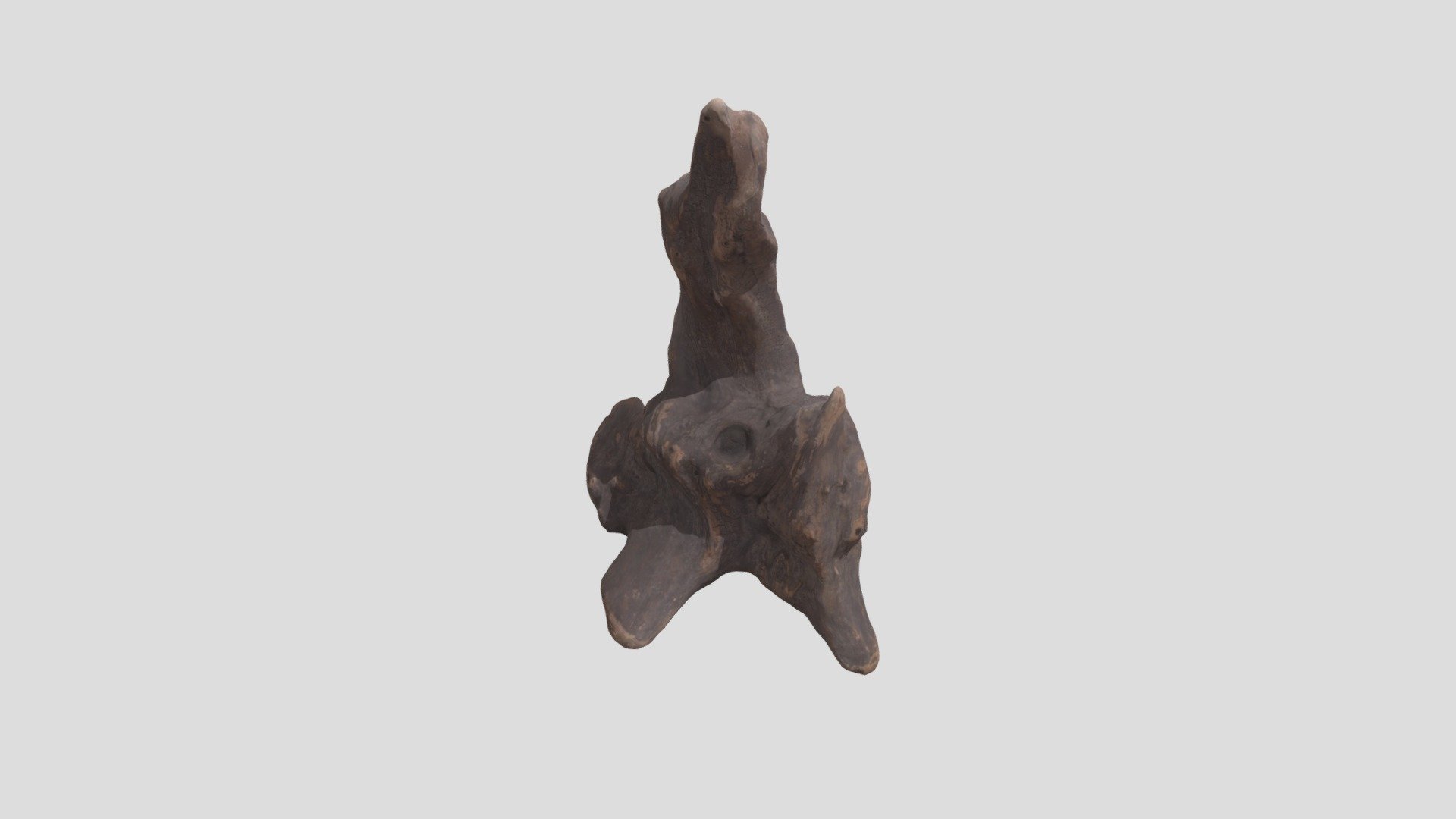 Tree from Museum