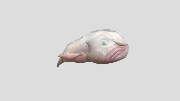水滴魚抖動 3D Model