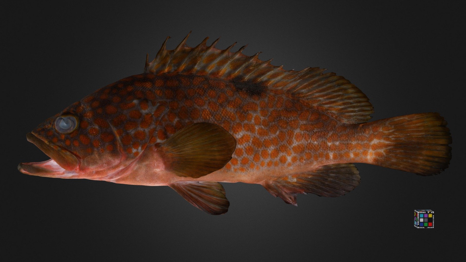 キジハタ Hong Kong Grouper, Epinephelus akaara