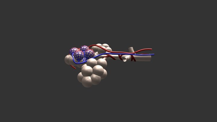 Alveoli 3D Model