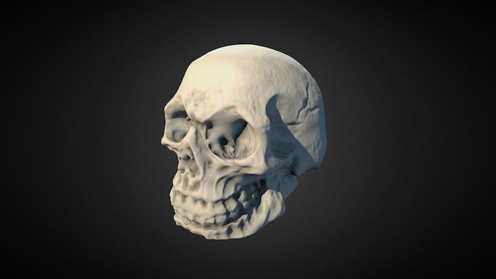 Scull Decimated 3D Model