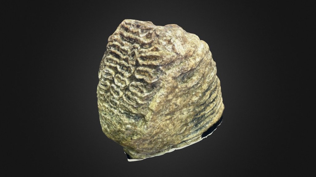 Mammoth Tooth
