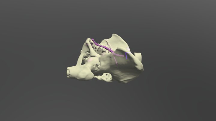Pelvis 3D Model
