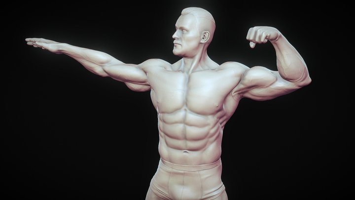 Male Anatomy Study 3D Model