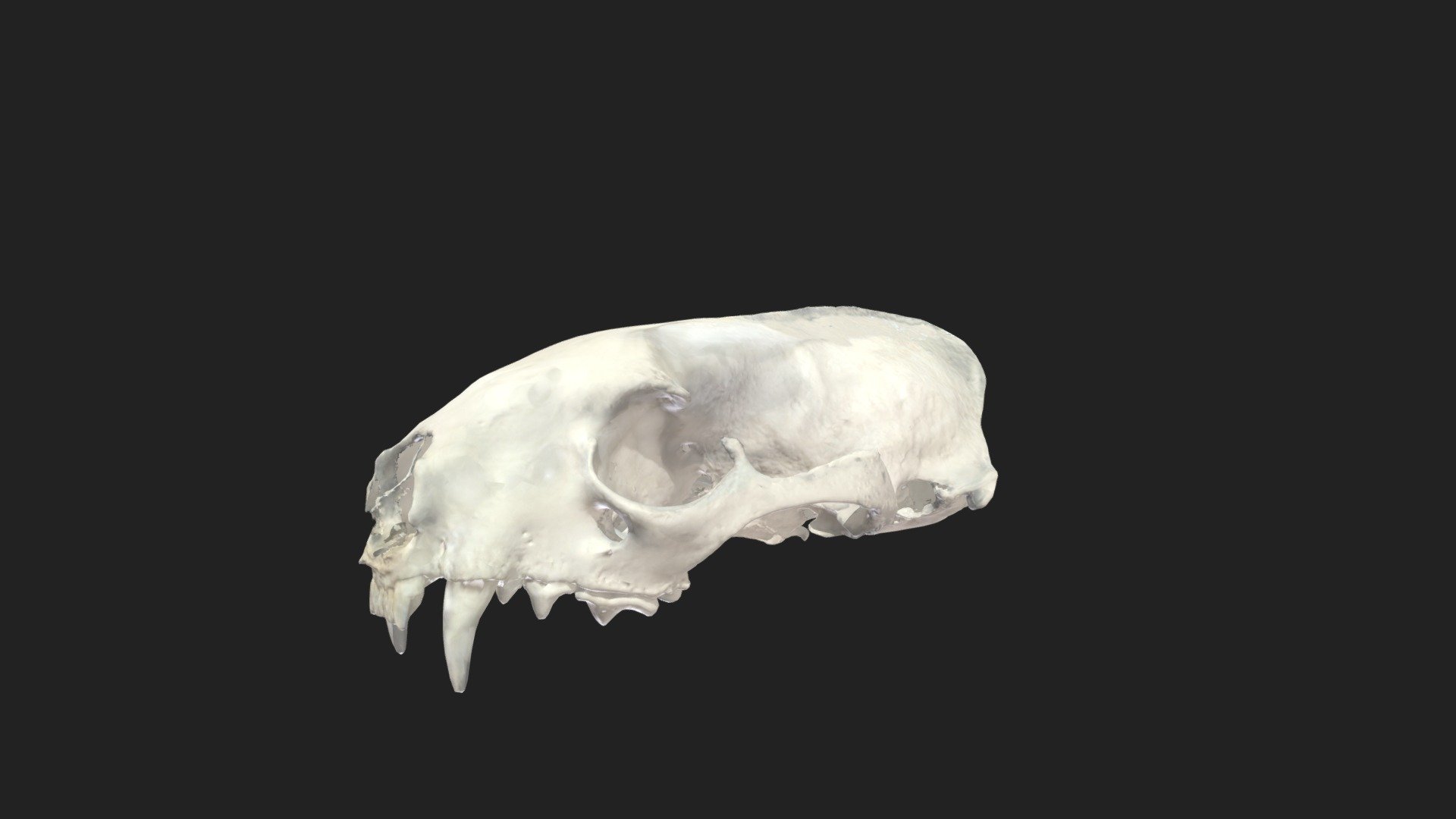 upper skull ferret - 3D model by vetanatMunich (@vetanatMunich