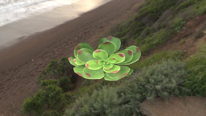 Flower 3D Model