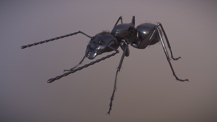 The ANT - (Camponotus) 3D Model