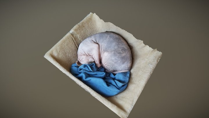 Sleeping Sphynx Cat 3D Model