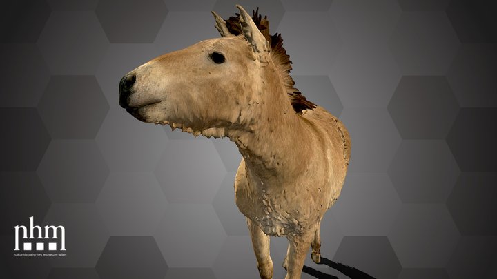 Przewalski's Horse (NHMW-ZOO-MAMM-ST347) – Kostenloses 3D-Modell STL