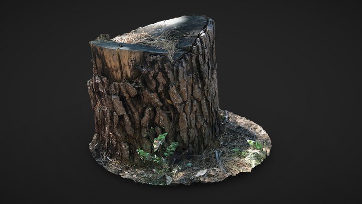 Tree stump 3D scan 3D Model