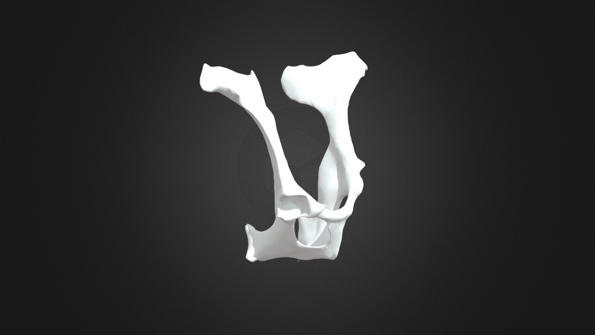 Pelvis bovino - 3D model by virtualizacion.bovino [a8ac965] - Sketchfab