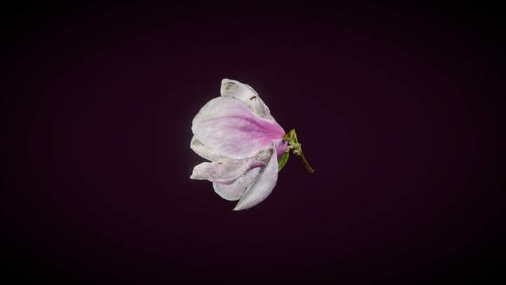 Magnolia 3D Model