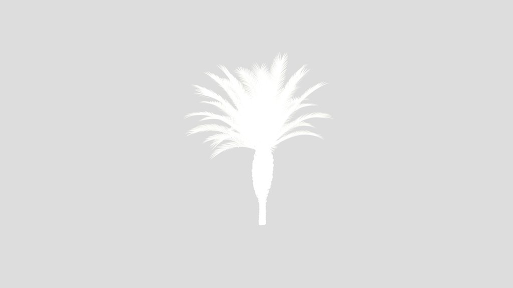 Palma Phoenix Canariensis Small