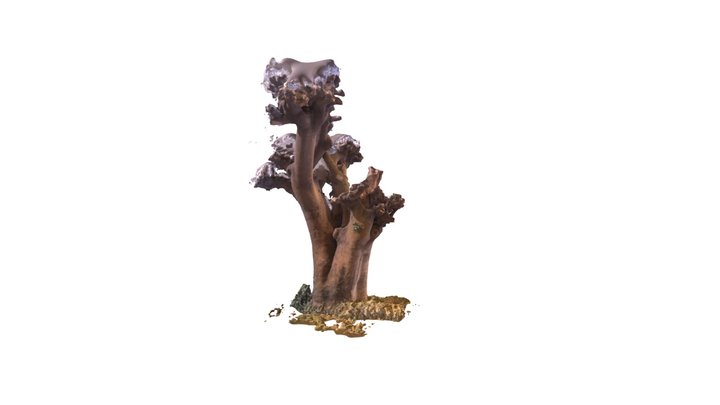 Moroccan Tree 3D Model