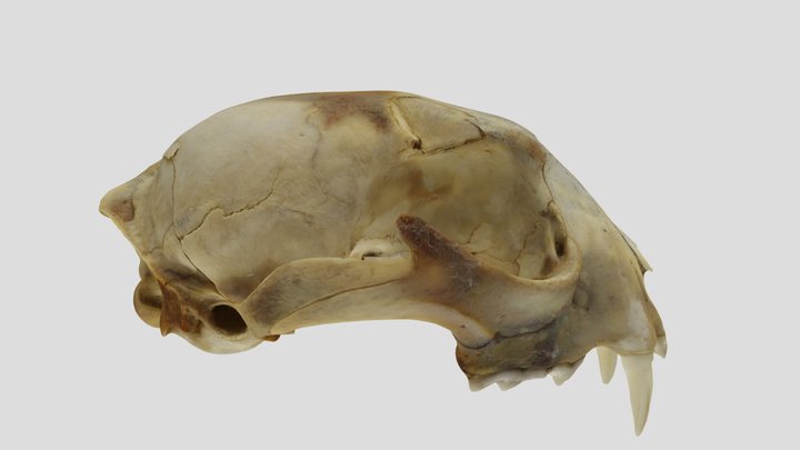 UWYMV:Mamm:2290, Lynx canadensis, Crania – Modello 3D gratuito STL