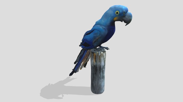 Macaw Parrot Blue Hyacinth