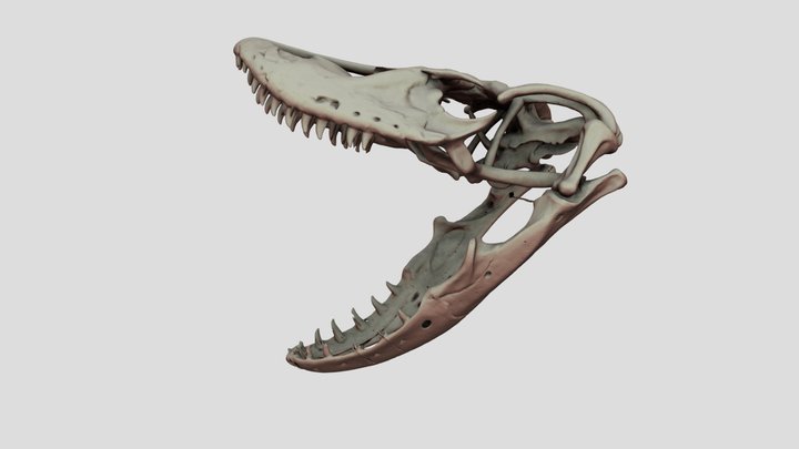 Megalania Skull Reconstruction 3D Model