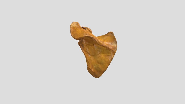 Tulang Scapula 3D Model