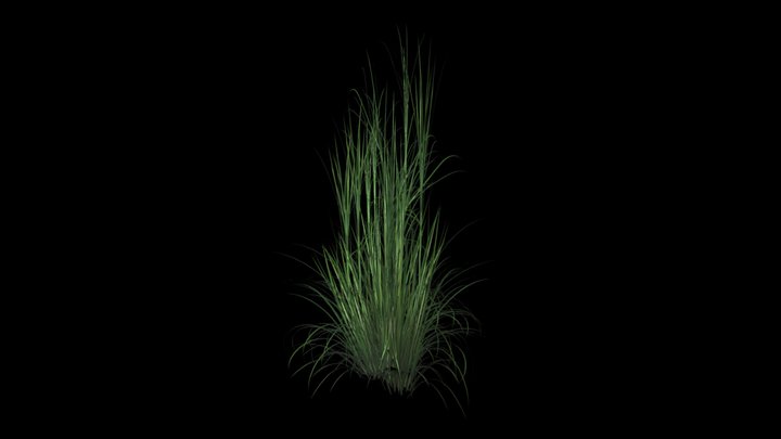 Grass free download 3D Model