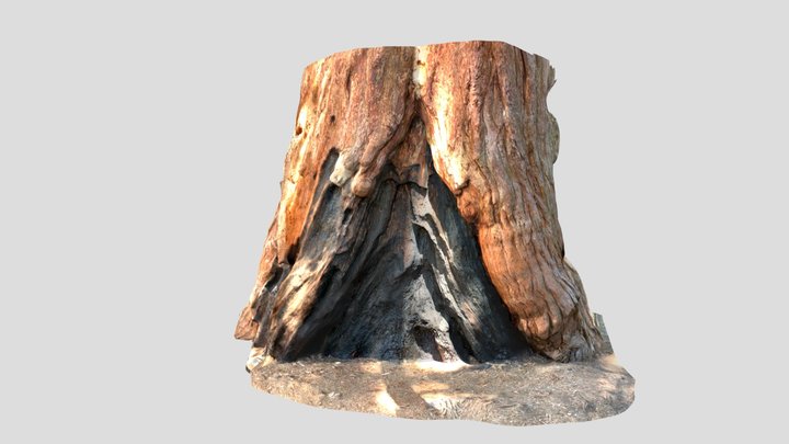 Giant Redwood Tree Trunk 3D Model