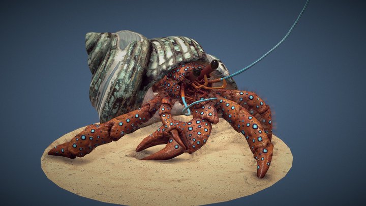 Hermit Crab 3D Model